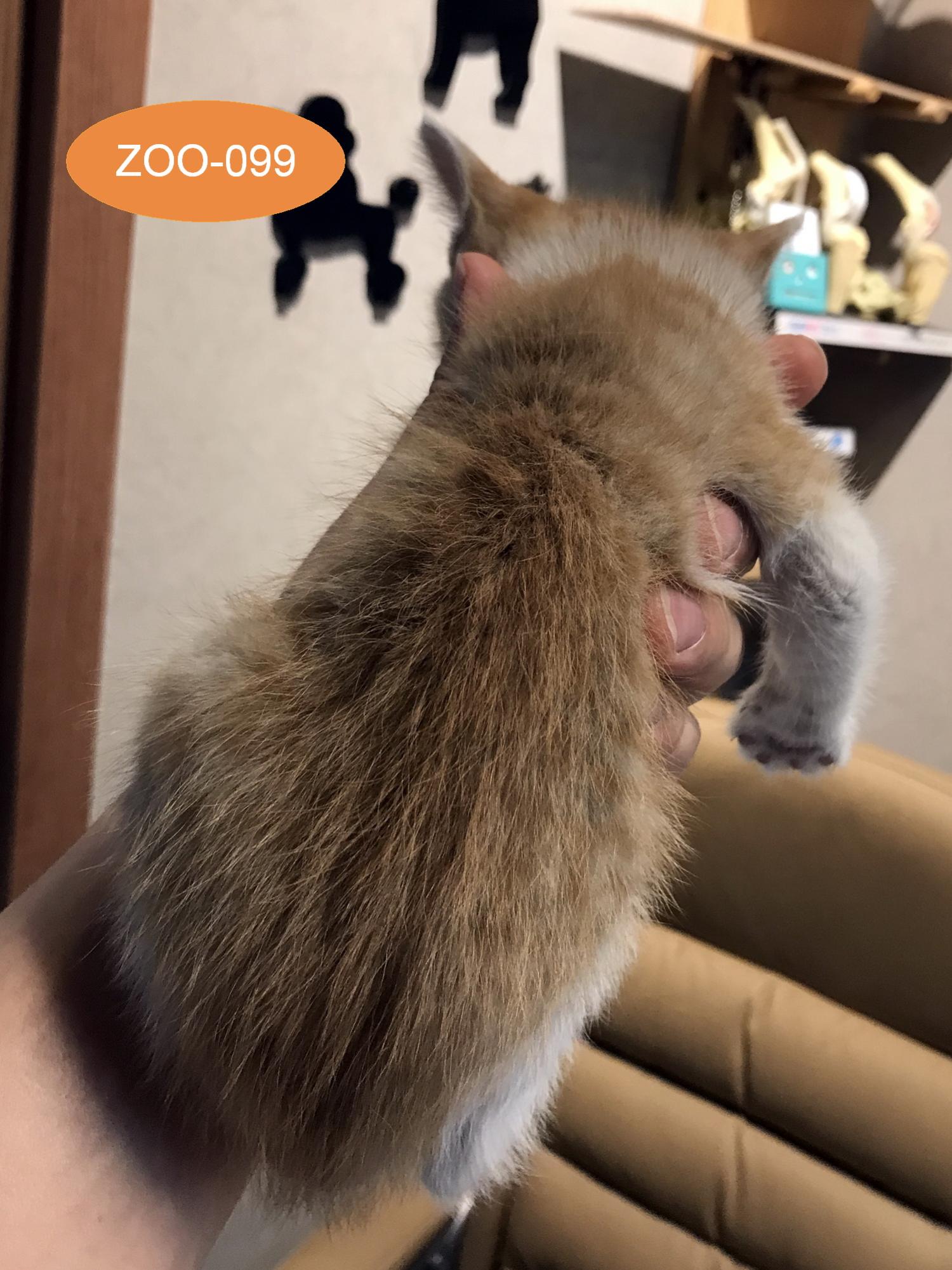 한국 고양이 이미지 파일 입니다.